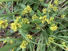 Eriogonum wootonii