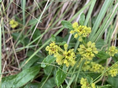 Eriogonum wootonii