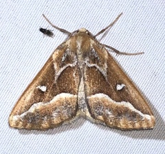 Caripeta angustiorata