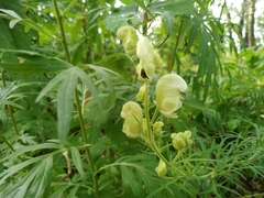 Aconitum anthora