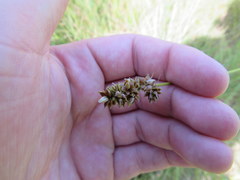 Carex muehlenbergii