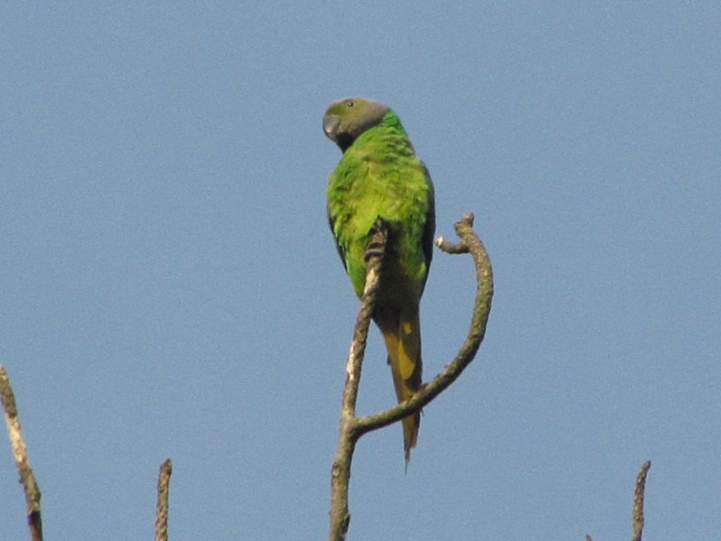 Layard's Parakeet