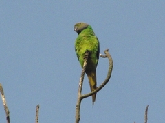 Layard's Parakeet photo 1