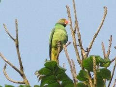 Layard's Parakeet photo 2