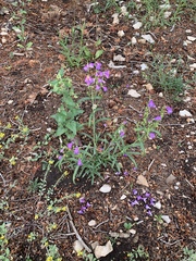 Penstemon neomexicanus