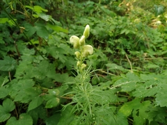 Aconitum anthora