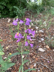 Penstemon neomexicanus
