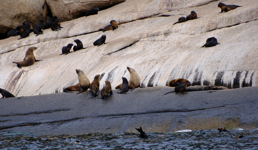 Many fur seals resting on pale sloping rock, some lying close together