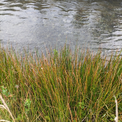 Image of Eleocharis acuta by (c) Jenny Saito, some rights reserved (CC BY)