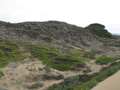 Baccharis pilularis pilularis