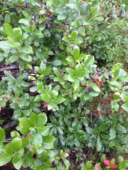 Photinia floribunda
