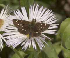 Piruna polingii