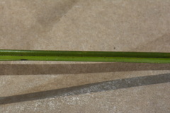 Carex testacea