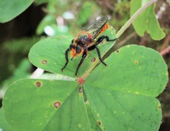 Laphria vultur