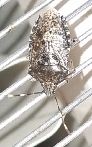 Rhaphigaster nebulosa