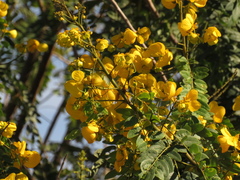 Senna spectabilis