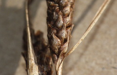Carex testacea