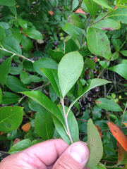 Photinia floribunda