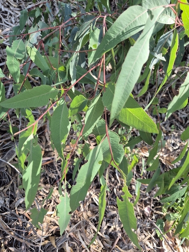 Avistamiento Eucalyptus camaldulensis