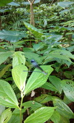 Psolodesmus mandarinus