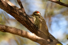 Checkered Woodpecker photo 4