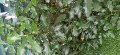 Angiospermae