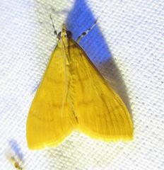 Loxomorpha flavidissimalis
