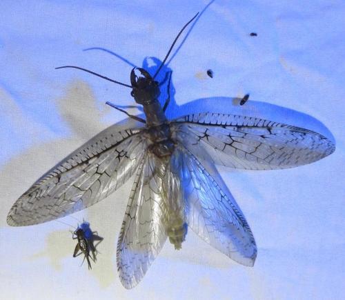 Eastern Dobsonfly