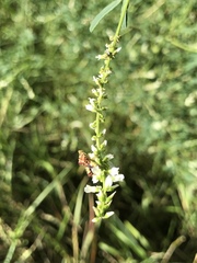 Melilotus albus