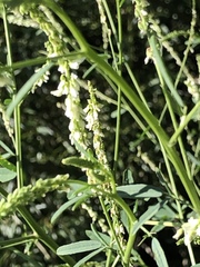 Melilotus albus