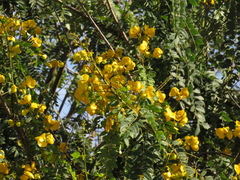 Senna spectabilis