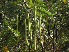 Senna spectabilis