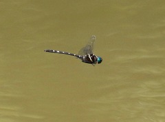 Macromia pacifica × taeniolata
