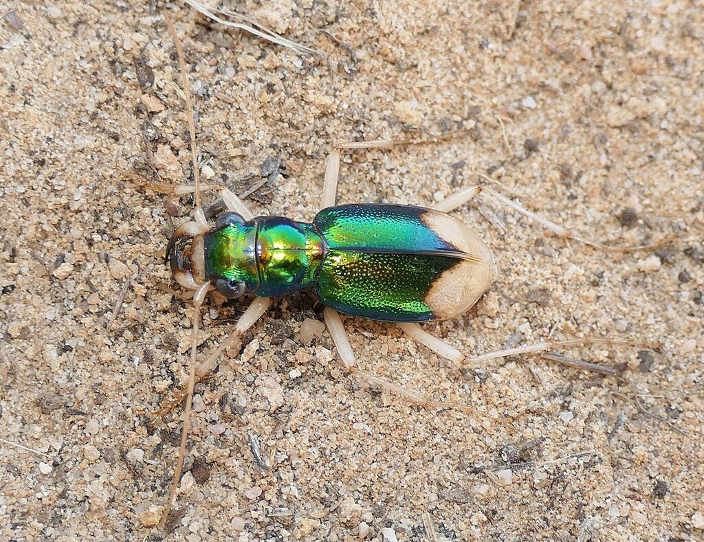 Pseudotetracha