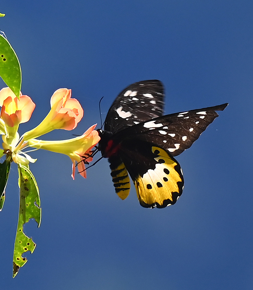 Goliath Birdwing (Ornithoptera goliath)