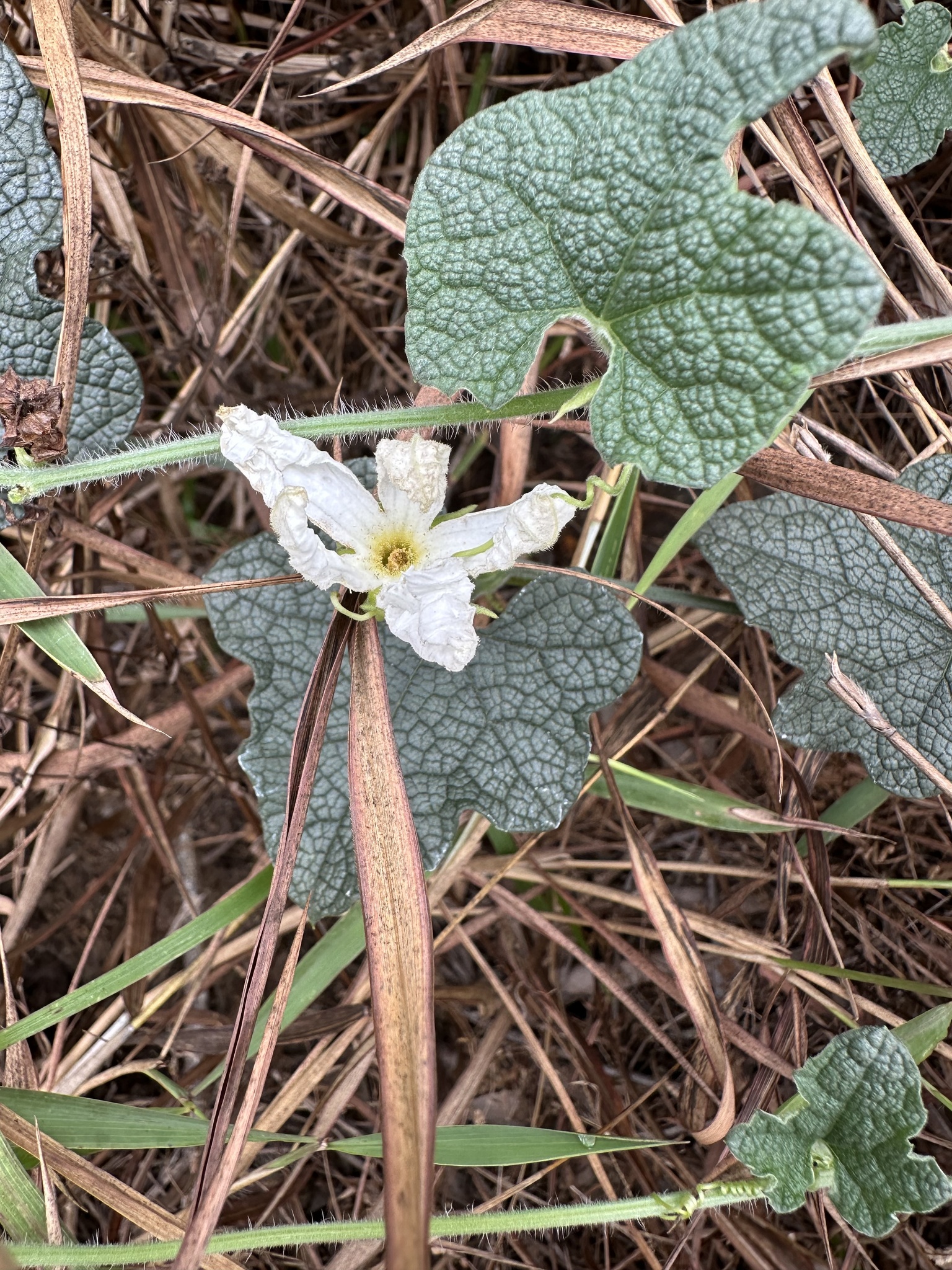 Trichosanthes scabra — ảnh 2
