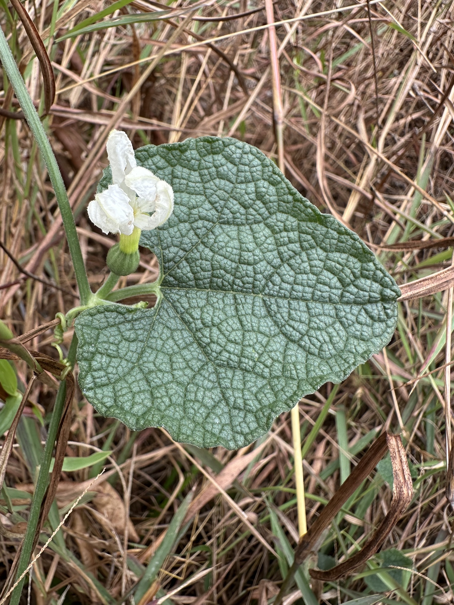 Trichosanthes scabra — ảnh 3
