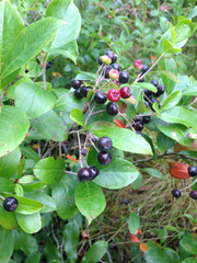 Photinia floribunda