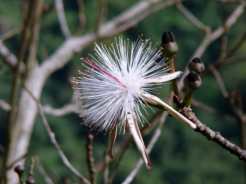 Pseudobombax petropolitanum A.Robyns