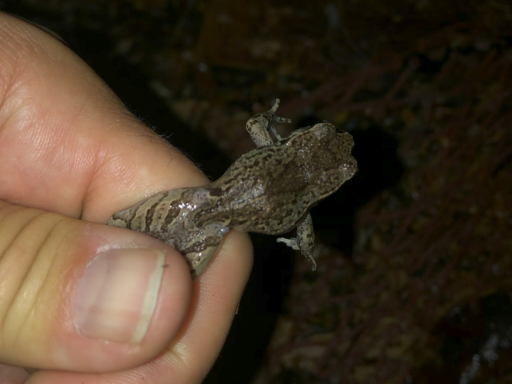 Eupsophus calcaratus (Günther, 1881)
