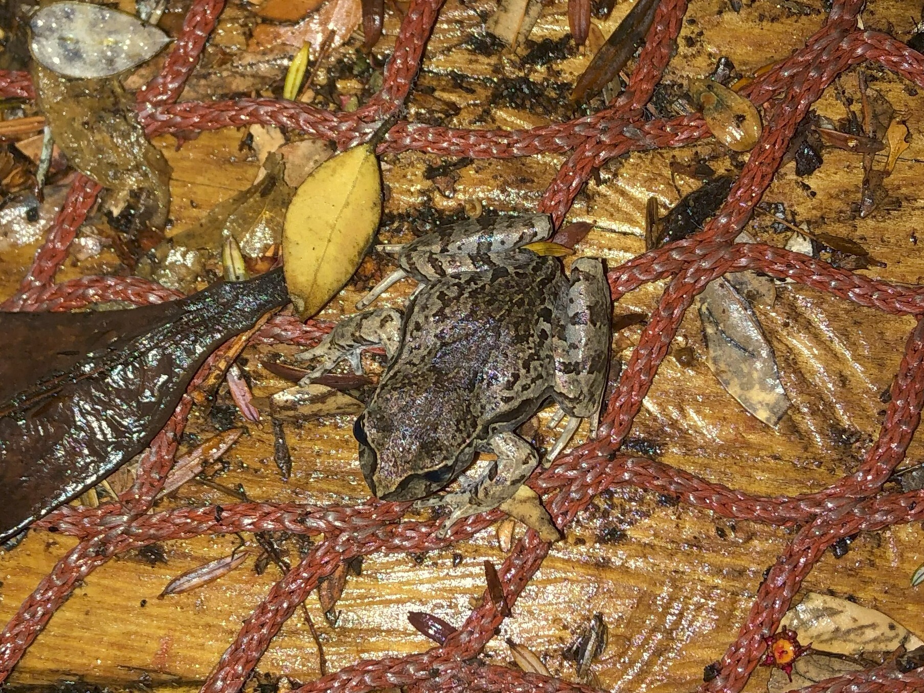 Eupsophus calcaratus (Günther, 1881)