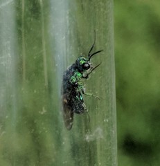 Chrysidoidea