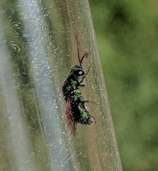 Chrysidoidea