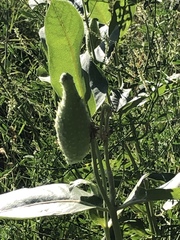 Asclepias speciosa