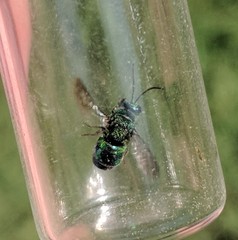 Chrysidoidea