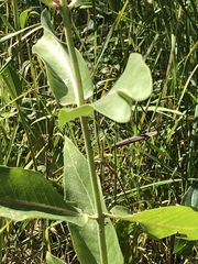 Asclepias speciosa