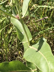 Asclepias speciosa