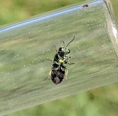 Chrysidoidea