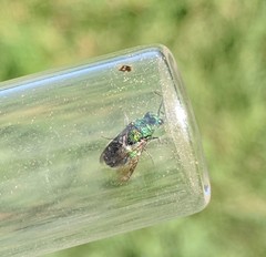 Chrysidoidea
