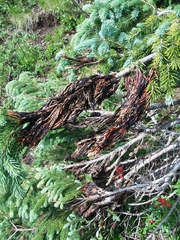 Herpotrichia juniperi